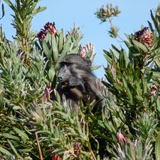 Brilliant Baboons