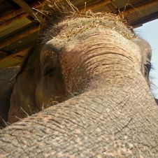 Elephant Sanctuary