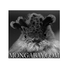 Mongabay Publishes Article About Voices for Biodiversity