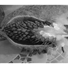 Biodiversity Art Project SEED Taos Amazed by Voices for Biodiversity